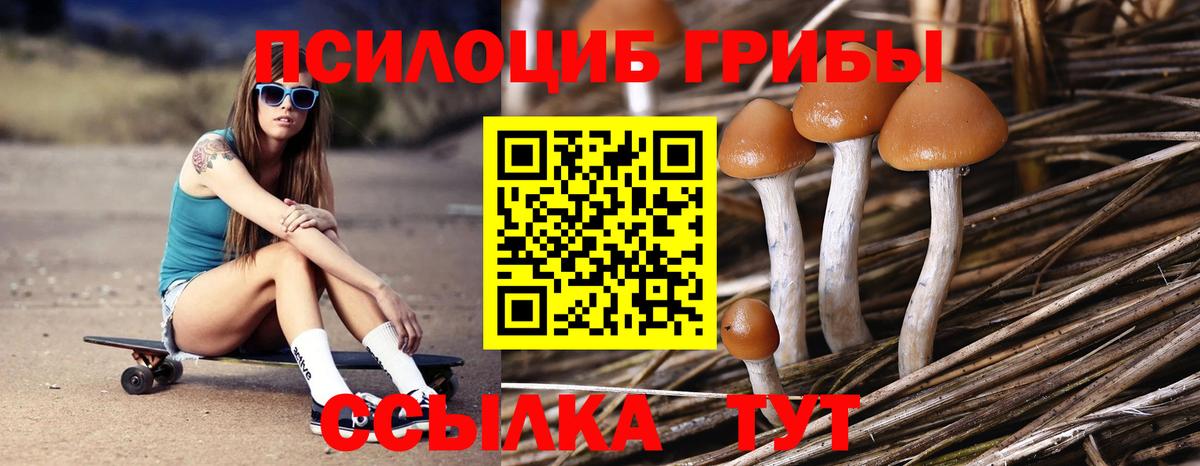 Губаха  Псилоцибиновые грибы Psilocybine cubensis  Вход с VPN 